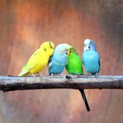 Flirting Parakeets